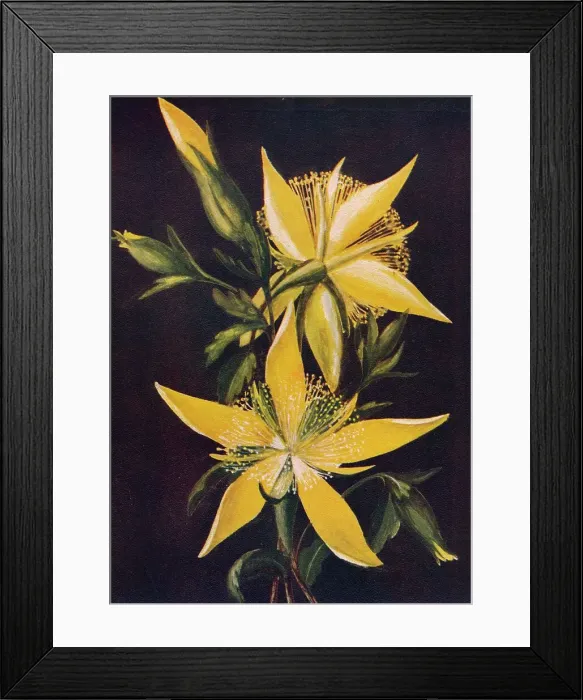 Framed Print : Blazing Star, c1915, (1915). Artist: Emma Graham Clock Framed Print : Blazing Star, c1915, (1915). Artist: Emma Graham Clock