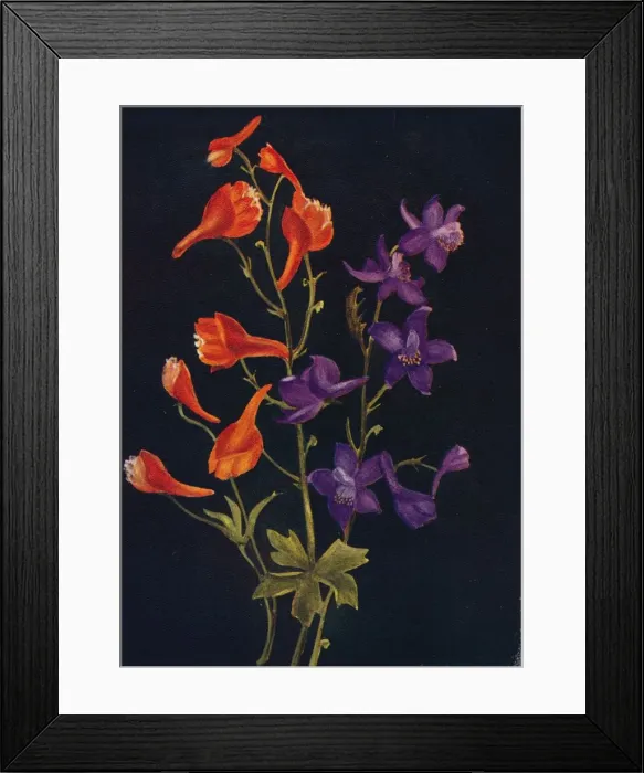 Framed Print : Scarlet and Blue Larkspur, c1915, (1915). Artist: Emma Graham Clock Framed Print : Scarlet and Blue Larkspur, c1915, (1915). Artist: Emma Graham Clock