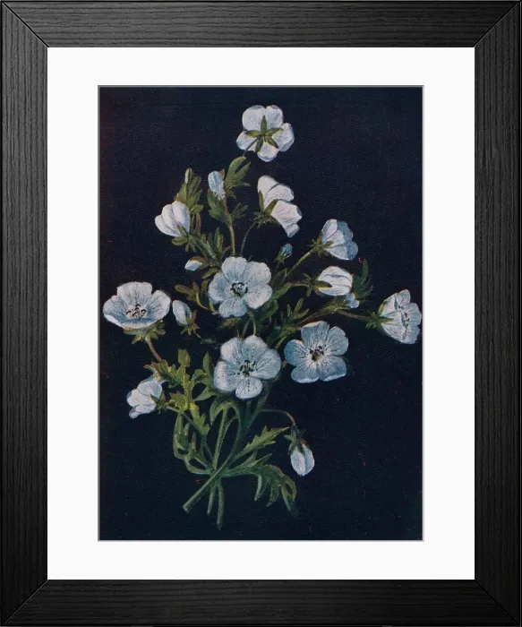 Framed Print : Baby-Blue-Eyes, c1915, (1915). Artist: Emma Graham Clock Framed Print : Baby-Blue-Eyes, c1915, (1915). Artist: Emma Graham Clock