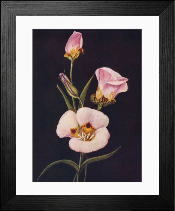 Framed Print : Mariposa Tulip, c1915, (1915). Artist: Emma Graham Clock Framed Print : Mariposa Tulip, c1915, (1915). Artist: Emma Graham Clock
