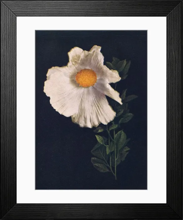 Framed Print : Matilija Poppy, c1915, (1915). Artist: Emma Graham Clock Framed Print : Matilija Poppy, c1915, (1915). Artist: Emma Graham Clock