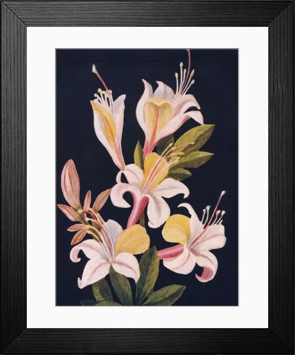 Framed Print : California Azalea, c1915, (1915). Artist: Emma Graham Clock Framed Print : California Azalea, c1915, (1915). Artist: Emma Graham Clock