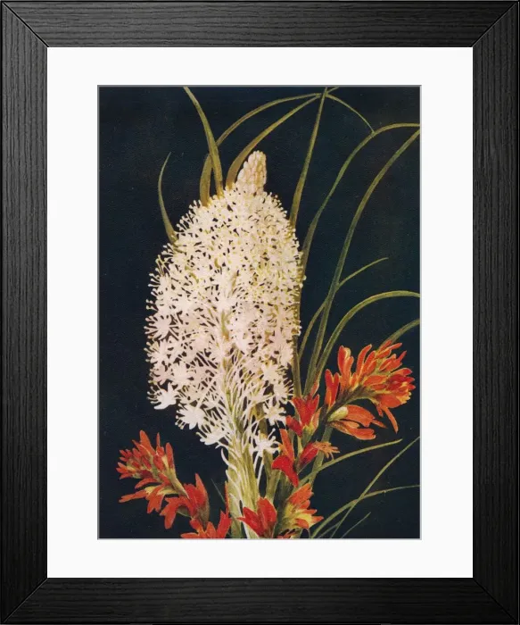 Framed Print : Squaw Grass and Scarlet Paint Brush, c1915, (1915). Artist: Emma Graham Clock Framed Print : Squaw Grass and Scarlet Paint Brush, c1915, (1915). Artist: Emma Graham Clock