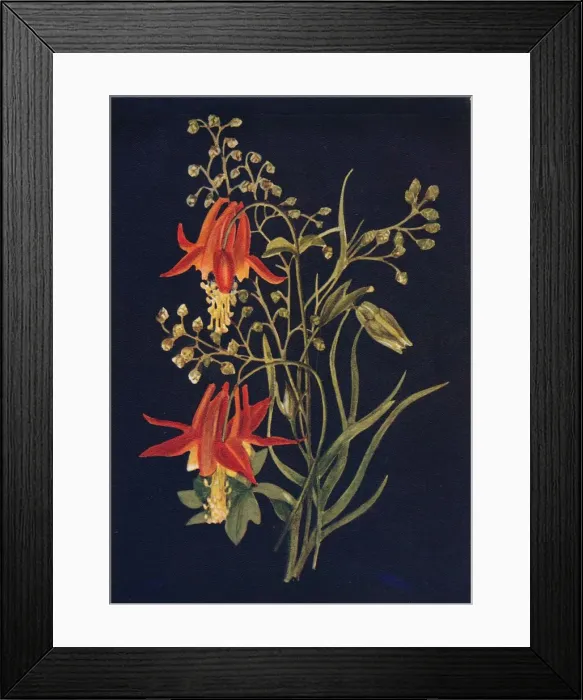 Framed Print : Columbine, c1915, (1915). Artist: Emma Graham Clock Framed Print : Columbine, c1915, (1915). Artist: Emma Graham Clock
