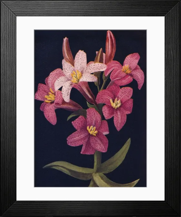 Framed Print : Ruby Lily, c1915, (1915). Artist: Emma Graham Clock Framed Print : Ruby Lily, c1915, (1915). Artist: Emma Graham Clock