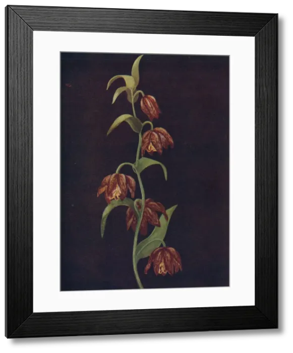 Framed Print : Mission Bells, c1915, (1915). Artist: Emma Graham Clock Framed Print : Mission Bells, c1915, (1915). Artist: Emma Graham Clock