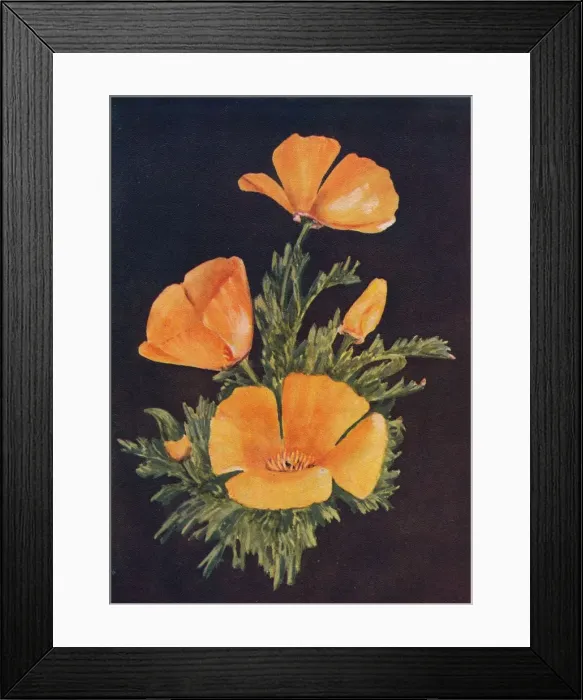 Framed Print : California Poppy, c1915, (1915). Artist: Emma Graham Clock