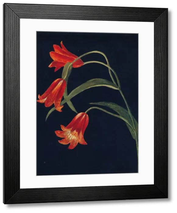 Framed Print : Scarlet Fritillaria, c1915, (1915). Artist: Emma Graham Clock Framed Print : Scarlet Fritillaria, c1915, (1915). Artist: Emma Graham Clock