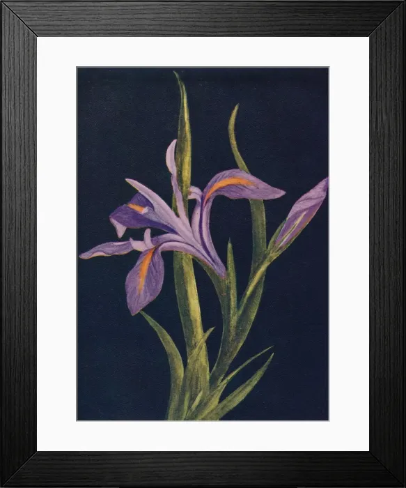 Framed Print : Ground Iris, c1915, (1915). Artist: Emma Graham Clock Framed Print : Ground Iris, c1915, (1915). Artist: Emma Graham Clock