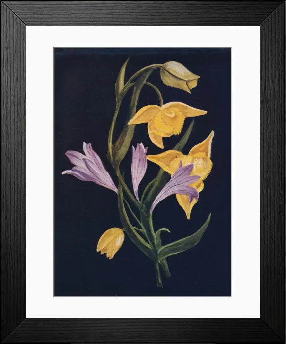 Framed Print : Diogenes Lantern & Harvest Brodiaea, c1915, (1915). Artist: Emma Graham Clock Framed Print : Diogenes Lantern & Harvest Brodiaea, c1915, (1915). Artist: Emma Graham Clock