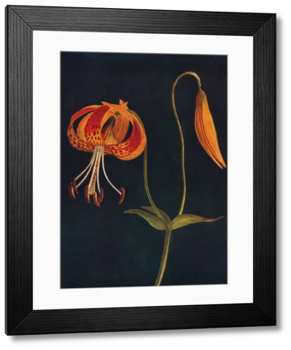 Framed Print : Leopard Lily, c1915, (1915). Artist: Emma Graham Clock Framed Print : Leopard Lily, c1915, (1915). Artist: Emma Graham Clock