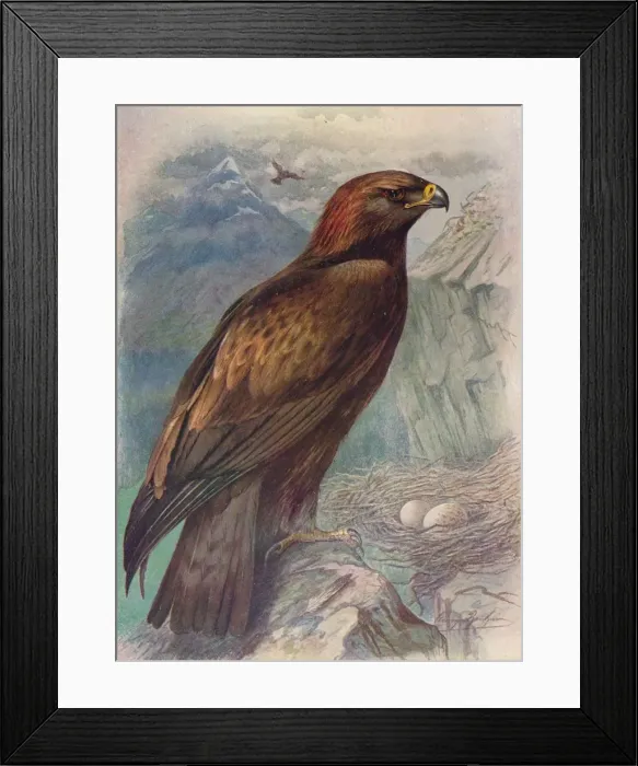 Framed Print : Golden Eagle - A quila chrysa etus, c1910, (1910). Artist: George James Rankin Framed Print : Golden Eagle - A quila chrysa etus, c1910, (1910). Artist: George James Rankin