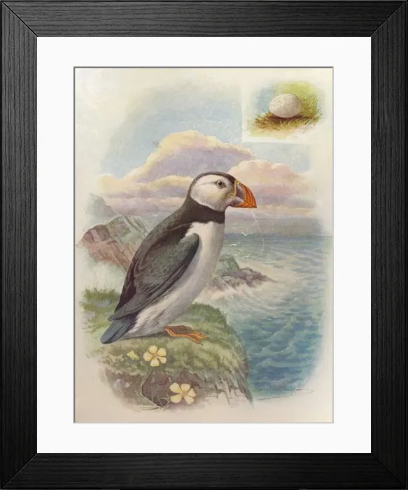Framed Print : Puffin - Frater cula arc tica, c1910, (1910). Artist: George James Rankin Framed Print : Puffin - Frater cula arc tica, c1910, (1910). Artist: George James Rankin
