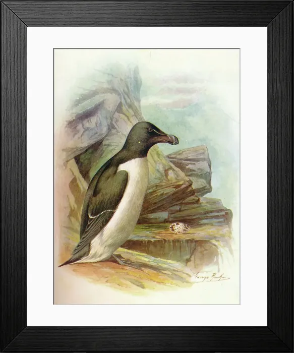 Framed Print : Razorbill - Al ca tor da, c1910, (1910). Artist: George James Rankin Framed Print : Razorbill - Al ca tor da, c1910, (1910). Artist: George James Rankin