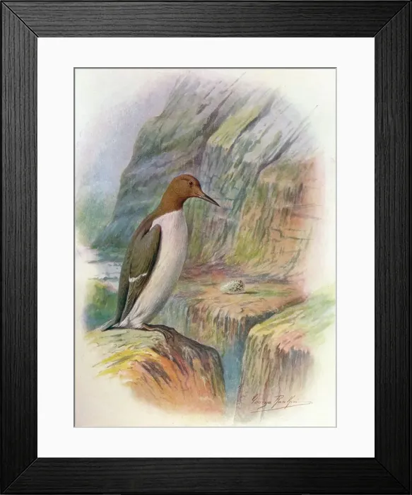 Framed Print : Guillemot - U ria troi le, c1910, (1910). Artist: George James Rankin Framed Print : Guillemot - U ria troi le, c1910, (1910). Artist: George James Rankin