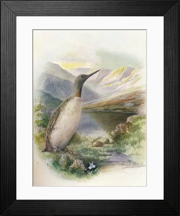 Framed Print : Red-Throated Diver - Colym bus septen triona lis, c1910, (1910). Artist: George James Rankin Framed Print : Red-Throated Diver - Colym bus septen triona lis, c1910, (1910). Artist: George James Rankin
