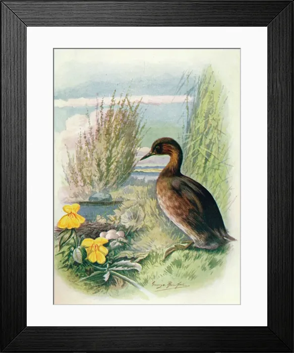 Framed Print : Little Grebe or Dabchick - Podic ipes fluvia tilis, c1910, (1910). Artist: George James Rankin Framed Print : Little Grebe or Dabchick - Podic ipes fluvia tilis, c1910, (1910). Artist: George James Rankin