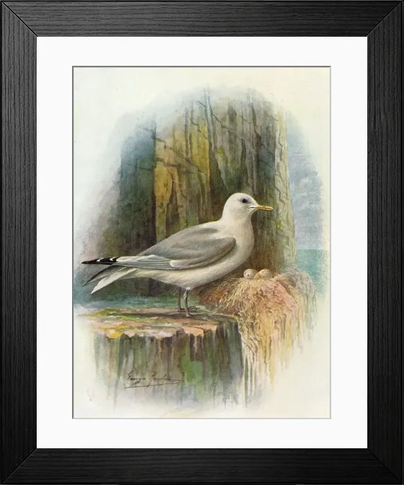 Framed Print : Kittiwake - Ris sa tridac tyla, c1910, (1910). Artist: George James Rankin Framed Print : Kittiwake - Ris sa tridac tyla, c1910, (1910). Artist: George James Rankin