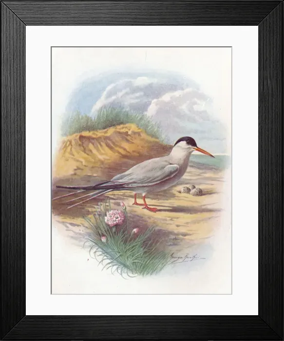 Framed Print : Common Tern - Stern a fluvia tilis, c1910, (1910). Artist: George James Rankin Framed Print : Common Tern - Stern a fluvia tilis, c1910, (1910). Artist: George James Rankin