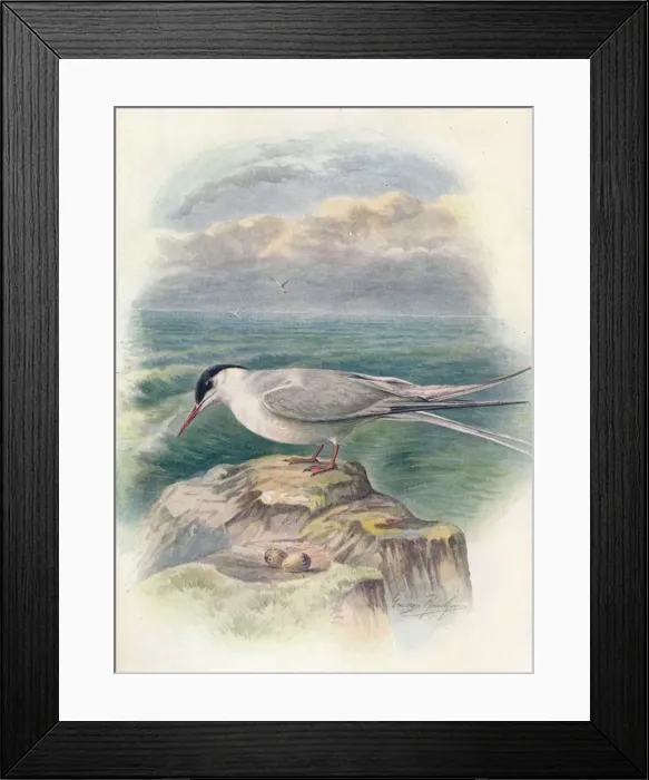 Framed Print : Arctic Tern - Stern a macru ra, c1910, (1910). Artist: George James Rankin Framed Print : Arctic Tern - Stern a macru ra, c1910, (1910). Artist: George James Rankin