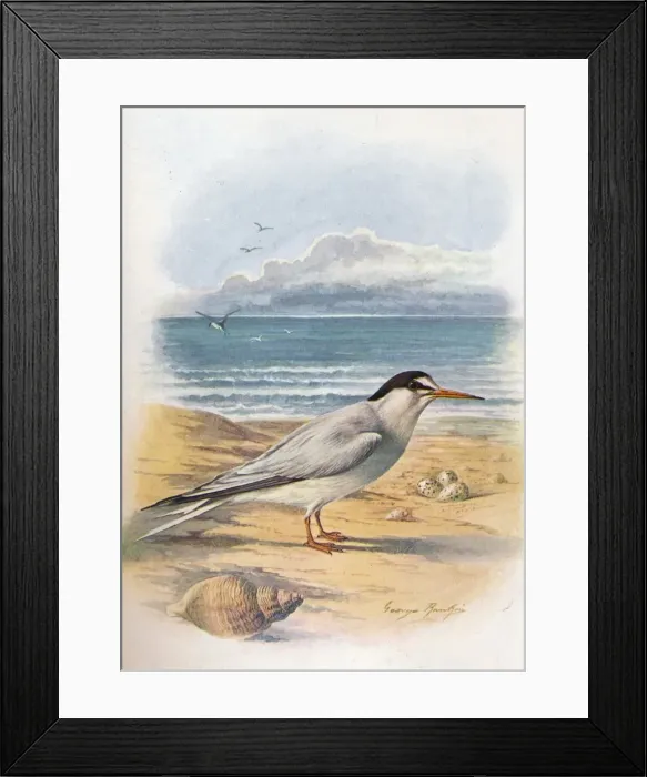 Framed Print : Little Tern - Stern a minu ta, c1910, (1910). Artist: George James Rankin Framed Print : Little Tern - Stern a minu ta, c1910, (1910). Artist: George James Rankin