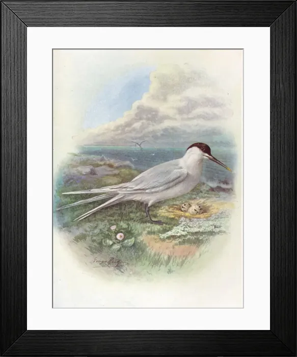 Framed Print : Sandwich Tern - Stern a canti aca, c1910, (1910). Artist: George James Rankin Framed Print : Sandwich Tern - Stern a canti aca, c1910, (1910). Artist: George James Rankin