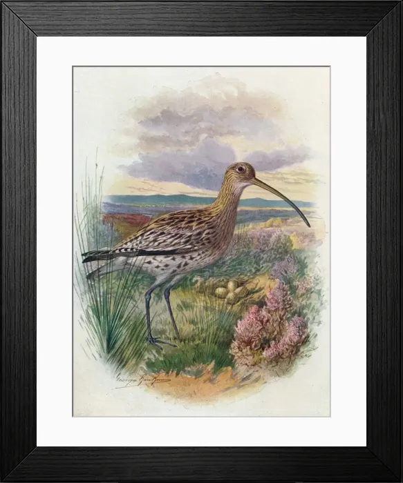 Framed Print : Curlew - Numen ius arqua ta, c1910, (1910). Artist: George James Rankin Framed Print : Curlew - Numen ius arqua ta, c1910, (1910). Artist: George James Rankin