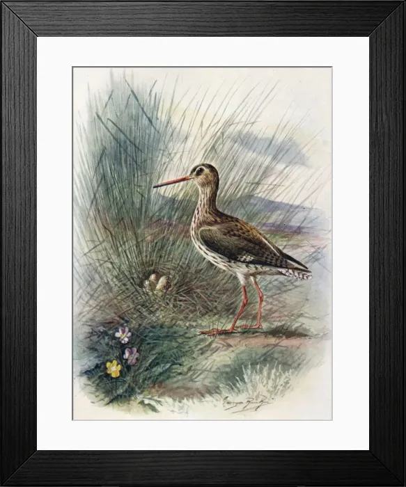 Framed Print : Redshank - To tanus cal idris, c1910, (1910). Artist: George James Rankin Framed Print : Redshank - To tanus cal idris, c1910, (1910). Artist: George James Rankin