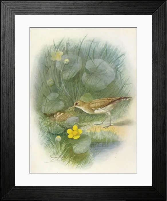 Framed Print : Common Sandpiper - To tanus hypoleu cus, c1910, (1910). Artist: George James Rankin Framed Print : Common Sandpiper - To tanus hypoleu cus, c1910, (1910). Artist: George James Rankin