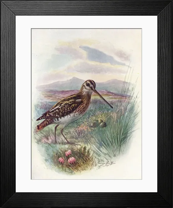 Framed Print : Snipe - Gallina go coeles tis, c1910, (1910). Artist: George James Rankin Framed Print : Snipe - Gallina go coeles tis, c1910, (1910). Artist: George James Rankin