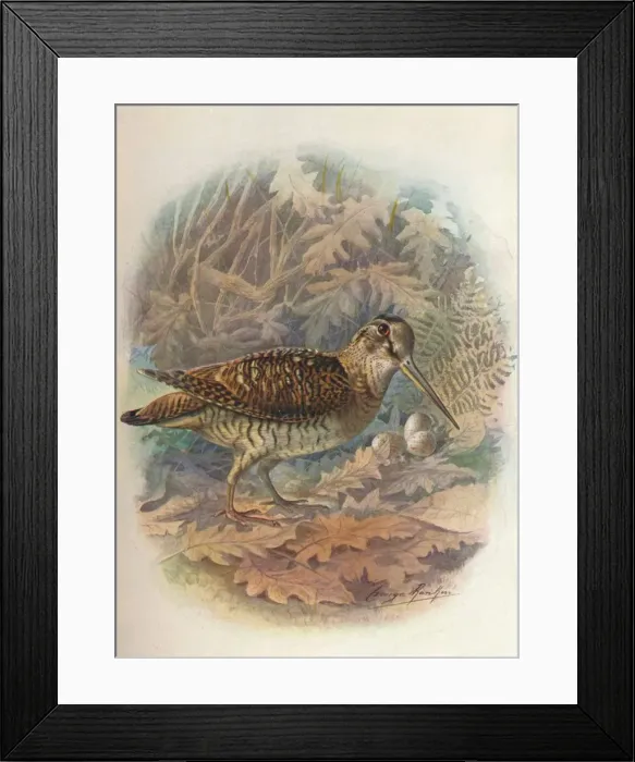 Framed Print : Woodcock - Scol opax rustic ula, c1910, (1910). Artist: George James Rankin Framed Print : Woodcock - Scol opax rustic ula, c1910, (1910). Artist: George James Rankin