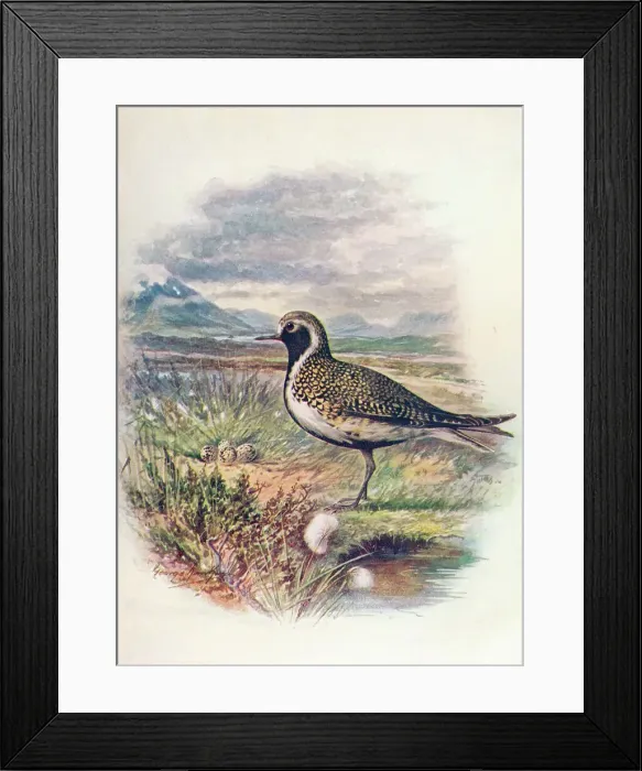 Framed Print : Golden Plover - Charad rius pluvia lis, c1910, (1910). Artist: George James Rankin Framed Print : Golden Plover - Charad rius pluvia lis, c1910, (1910). Artist: George James Rankin