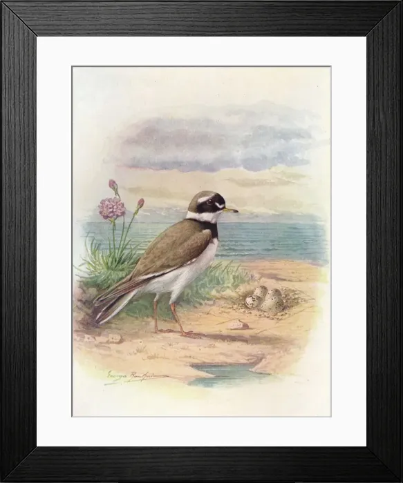 Framed Print : Ringed Plover - Aegiali tis hiatic ola, c1910, (1910). Artist: George James Rankin Framed Print : Ringed Plover - Aegiali tis hiatic ola, c1910, (1910). Artist: George James Rankin