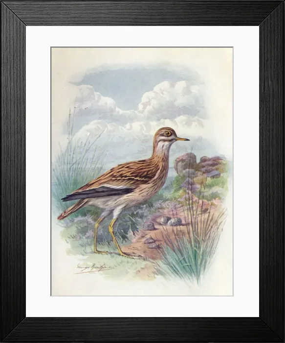 Framed Print : Stone-Curlew, Norfolk Plover, or Thick-Knee - OEdicne mus scol opax, c1910, (1910). Artist: George James Rankin Framed Print : Stone-Curlew, Norfolk Plover, or Thick-Knee - OEdicne mus scol opax, c1910, (1910). Artist: George James Rankin