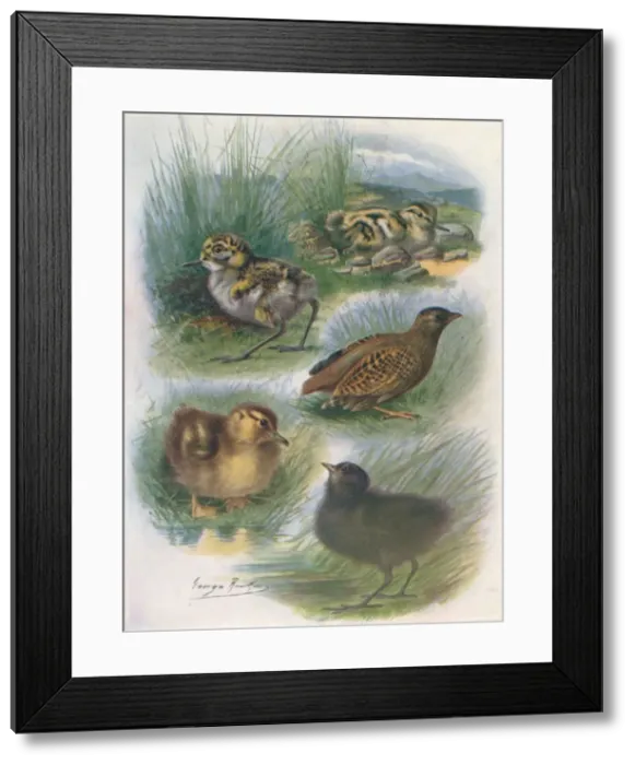 Framed Print : Types of Nidifugous Nestlings, c1910, (1910). Artist: George James Rankin Framed Print : Types of Nidifugous Nestlings, c1910, (1910). Artist: George James Rankin