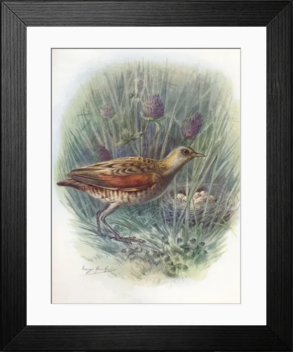 Framed Print : Landrail or Corncrake - Crex praten sis, c1910, (1910). Artist: George James Rankin Framed Print : Landrail or Corncrake - Crex praten sis, c1910, (1910). Artist: George James Rankin