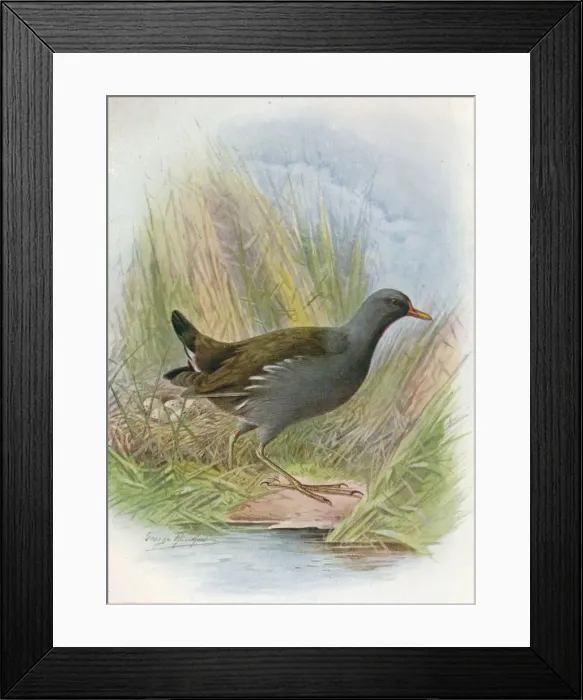 Framed Print : Moorhen or Waterhen - Gallin ula chlor opus, c1910, (1910). Artist: George James Rankin Framed Print : Moorhen or Waterhen - Gallin ula chlor opus, c1910, (1910). Artist: George James Rankin