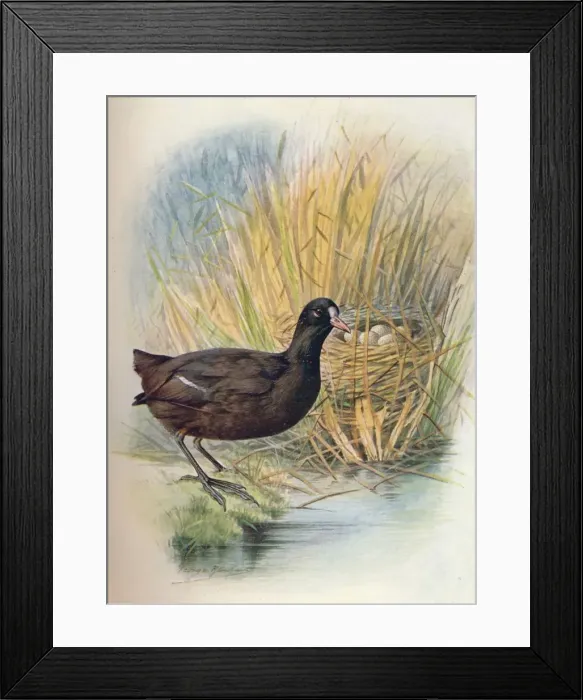Framed Print : Coot - Fu lica at ra, c1910, (1910). Artist: George James Rankin Framed Print : Coot - Fu lica at ra, c1910, (1910). Artist: George James Rankin