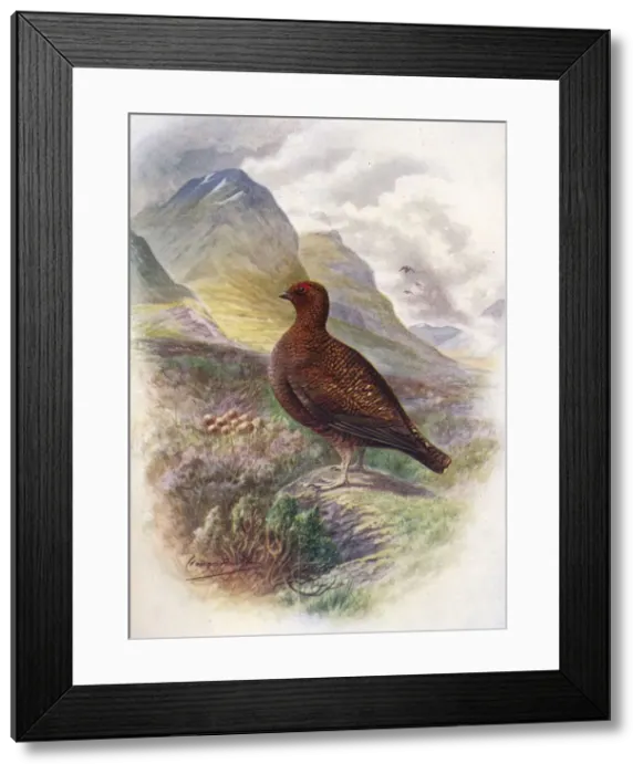 Framed Print : Red Grouse - Lago pus scot icus, c1910, (1910). Artist: George James Rankin Framed Print : Red Grouse - Lago pus scot icus, c1910, (1910). Artist: George James Rankin