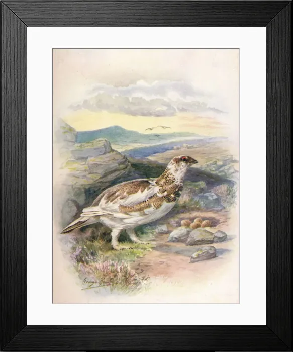Framed Print : Ptarmigan - Lago pus mu tus, c1910, (1910). Artist: George James Rankin Framed Print : Ptarmigan - Lago pus mu tus, c1910, (1910). Artist: George James Rankin