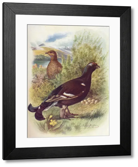 Framed Print : Blackcock or Black-Grouse - Tet rao tet rix, c1910, (1910). Artist: George James Rankin Framed Print : Blackcock or Black-Grouse - Tet rao tet rix, c1910, (1910). Artist: George James Rankin