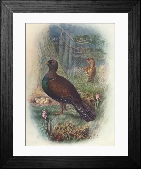 Framed Print : Capercaillie, c1910, (1910). Artist: George James Rankin Framed Print : Capercaillie, c1910, (1910). Artist: George James Rankin