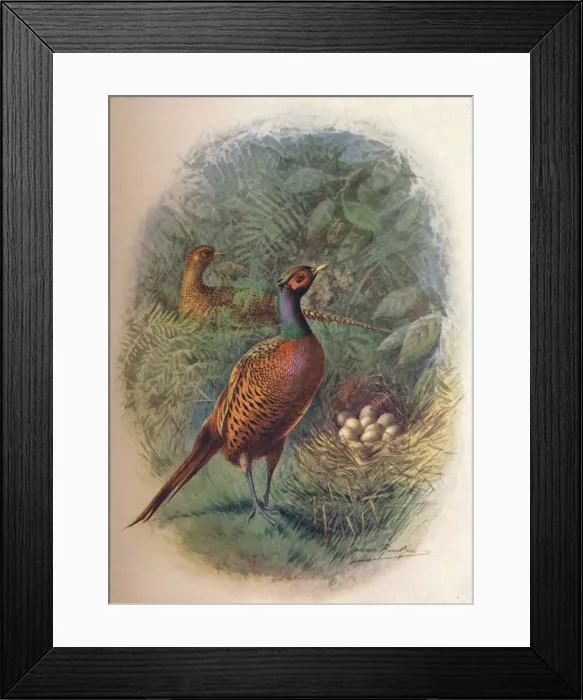 Framed Print : Pheasant - Phasia nus col chicus, c1910, (1910). Artist: George James Rankin Framed Print : Pheasant - Phasia nus col chicus, c1910, (1910). Artist: George James Rankin