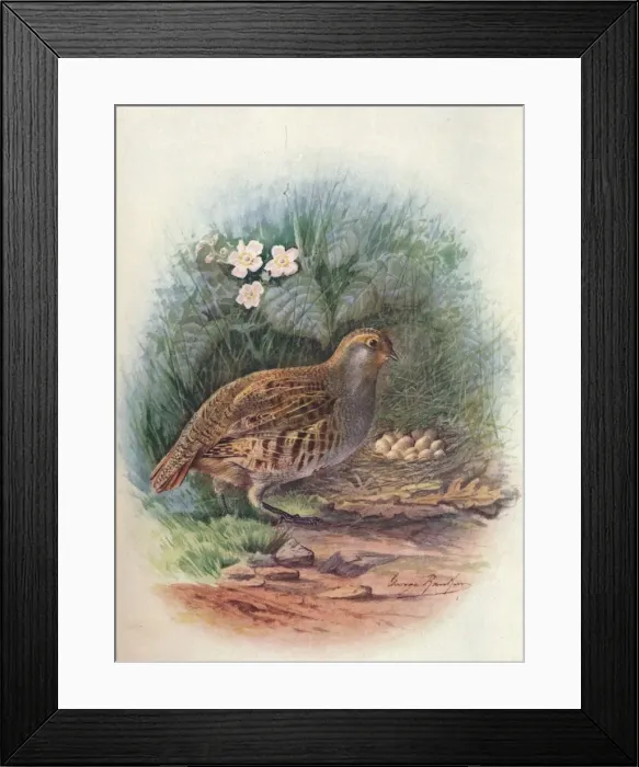 Framed Print : Partridge - Per dix cine rea, c1910, (1910). Artist: George James Rankin Framed Print : Partridge - Per dix cine rea, c1910, (1910). Artist: George James Rankin
