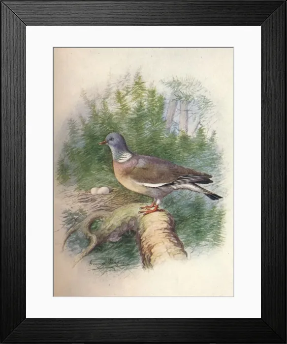 Framed Print : Wood-Pigeon or Ring-Dove - Colum ba palum bus, c1910, (1910). Artist: George James Rankin Framed Print : Wood-Pigeon or Ring-Dove - Colum ba palum bus, c1910, (1910). Artist: George James Rankin
