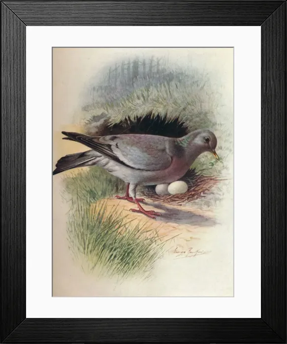 Framed Print : Stock-Dove - Colum ba oe nas, c1910, (1910). Artist: George James Rankin