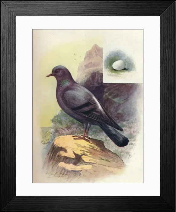 Framed Print : Rock-Pigeon - Colum ba liv ia, c1910, (1910). Artist: George James Rankin Framed Print : Rock-Pigeon - Colum ba liv ia, c1910, (1910). Artist: George James Rankin