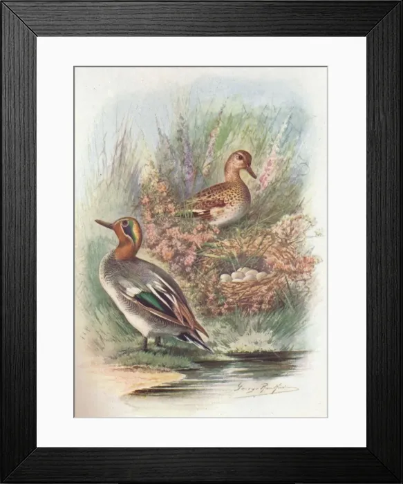 Framed Print : Teal - Net tion crec ca, c1910, (1910). Artist: George James Rankin Framed Print : Teal - Net tion crec ca, c1910, (1910). Artist: George James Rankin