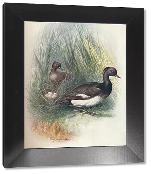 Tufted Duck - Fulig ula crista ta, c1910, (1910). Artist: George James Rankin