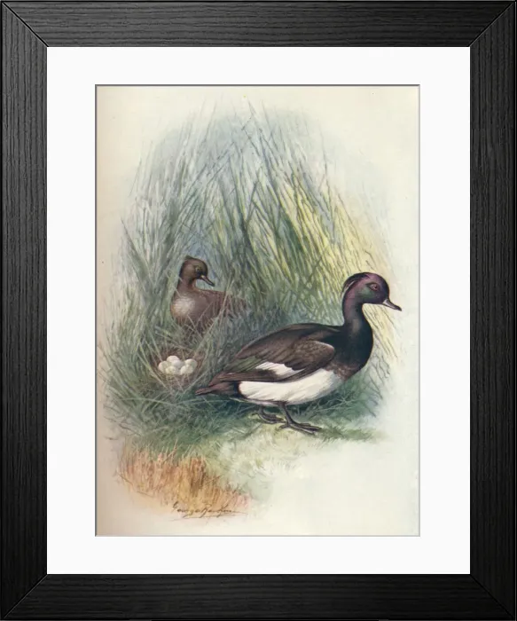 Framed Print : Tufted Duck - Fulig ula crista ta, c1910, (1910). Artist: George James Rankin Framed Print : Tufted Duck - Fulig ula crista ta, c1910, (1910). Artist: George James Rankin